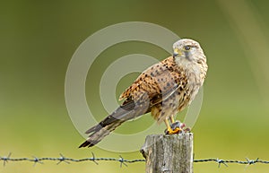 Young Kestrel with a prey.