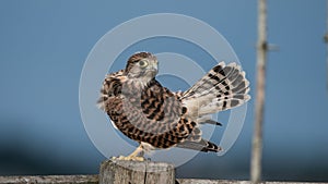 The young Kestrel`s tail in the air