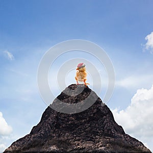 Young kid chick baby standing on top peak of mountain abstract f