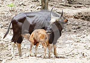 Young kid guars drinking milk from mother guars
