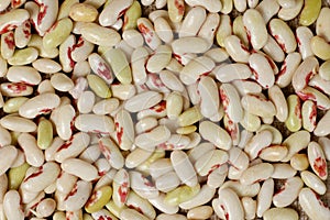 Young Kidney Beans Background