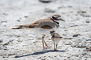 Young Killdeer Charadrius vociferus with Adult Bird