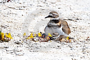 Young Killdeer Charadrius vociferus with Adult Bird