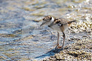 Young Killdeer Charadrius vociferus Strolling Around