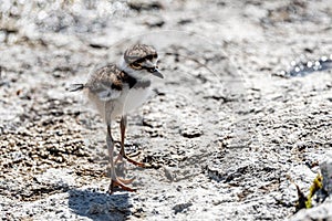 Young Killdeer Charadrius vociferus Strolling Around