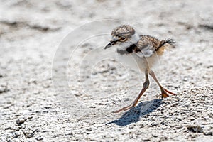 Young Killdeer Charadrius vociferus Strolling Around