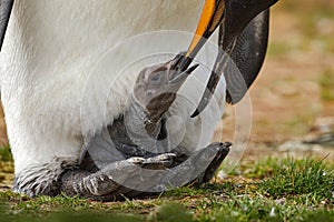 Young king penguin beging food beside adult king penguin, Falkland. New born, hatch out. Egg with young bird, nest. Deatail close- photo