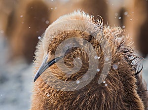 Young, king penguin, called oakum boy, shakes off snow falling.CR2