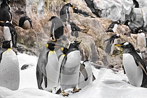 Young king penguin , group of penguins in zoo