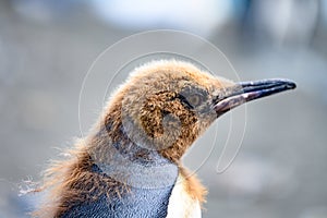Head of young king penguin in moult - Aptendytes patagonica - Gold Harbour, South Georgia photo