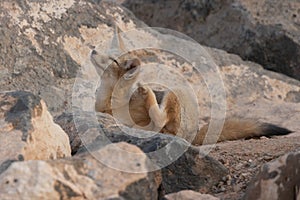 Young Kit Fox scratching an itchy spot photo