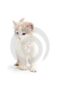 Young kitten