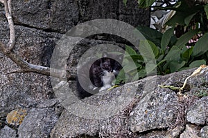 Young kitten with black and white fur sitting on old stone wall. Kitten has injured / infected eye