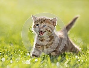 Young kitten cat meowing in the green grass