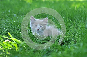 Young kitten on a green grass