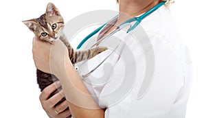 Young kitten held by veterinary