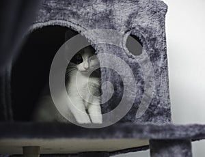 Young kitten hiding in the scratching post