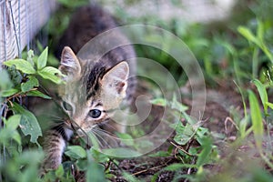Young Kitten Hunting in grass