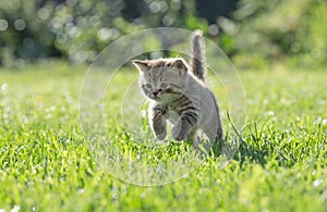 Young kitten jumping or running in green grass