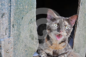 Young kitten lost in a barn.