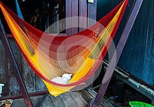 Young kitten is lying in hammock near the wooden house. Cat of white color is sleeping in red, orange and yellow striped hammock.