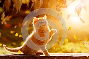 Young kitten playing with foliage