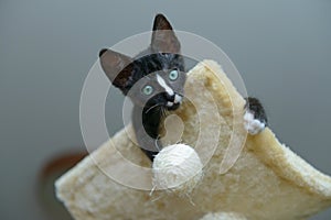 Young kitten playing on scratcher