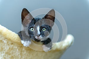 Young kitten playing on scratcher photo