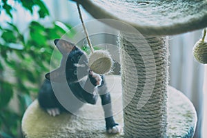 Young kitten playing on scratcher