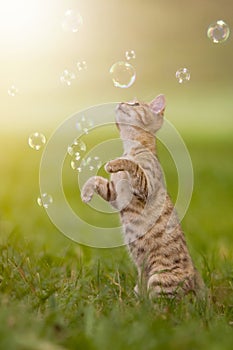 Young kitten playing with soap bubbles, bubbles on meadow