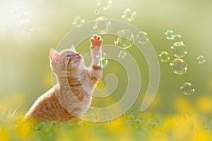 Joven gatito jabón burbujas burbujas sobre el prado 