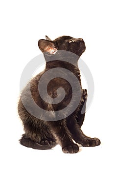 Young kitten scratching itself