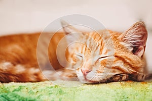 Young Kitten Sleeping Outdoor In Bed
