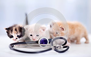 Young kittens with a stethoscope