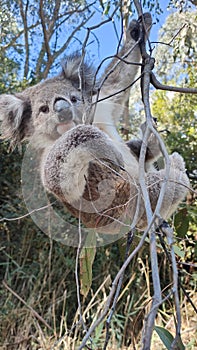 Young koala hanging from a gum tree branch