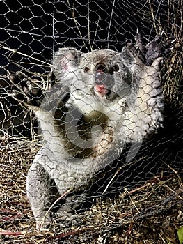 Young koala at night trapped in wire mesh of farm fence