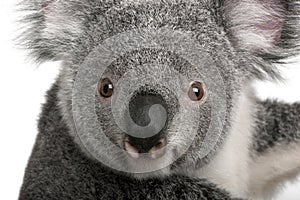 Young koala, Phascolarctos cinereus, 14 months photo