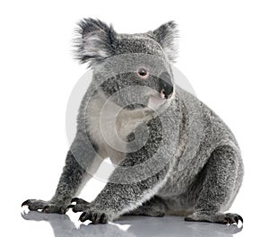 Young koala, Phascolarctos cinereus, 14 months photo