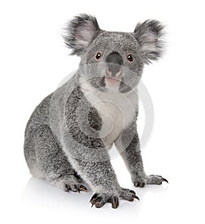 Young koala, Phascolarctos cinereus, 14 months old photo