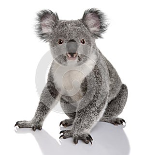 Young koala, Phascolarctos cinereus, 14 months old photo
