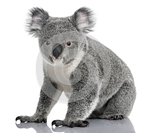 Young koala, Phascolarctos cinereus, 14 months old photo