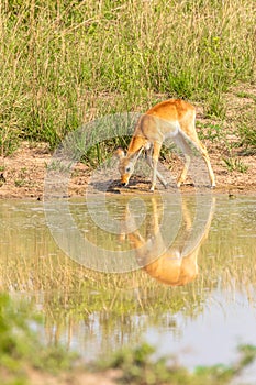 A young kob Kobus kob drinking at a waterhole with reflection, Murchison Falls National Park, Uganda.