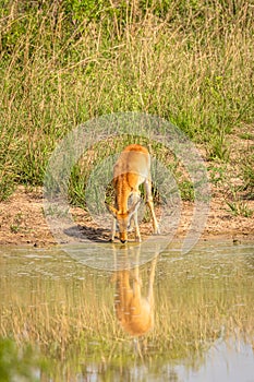 A young kob Kobus kob drinking at a waterhole with reflection, Murchison Falls National Park, Uganda.