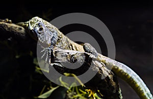 Young Komodo dragon on branch