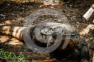 Young Komodo Dragon Living in The Madras Crocodile Bank Trust and Centre for Herpetology, ECR Chennai, Tamilnadu, South India