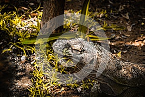 Young Komodo Dragon Living in The Madras Crocodile Bank Trust and Centre for Herpetology, ECR Chennai, Tamilnadu, South India