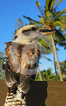 Young kookaburra bird in Australia