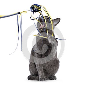 Young Korat cat on white background