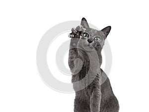 Young Korat cat on white background