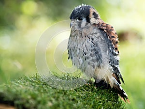 Young krestel, bit wet with baby feathers